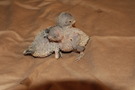 110830 --- R22 och R23